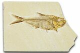 Detailed Fossil Fish (Diplomystus) - Wyoming #379503-1